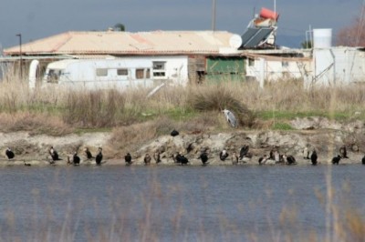 KOCAGÖL'DE BALIK ÖLÜMLERİ ALARM VERİYOR