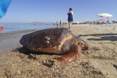 SEVGİ PLAJINDA ÖLÜ CARETTA CARETTA BULUNDU