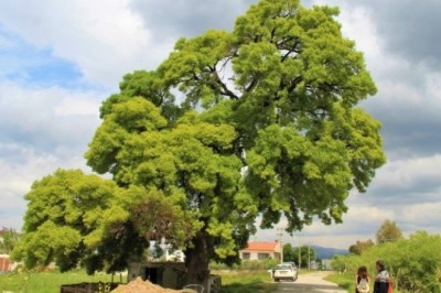 208 YAŞINDAKİ DİŞBUDAK AĞACI