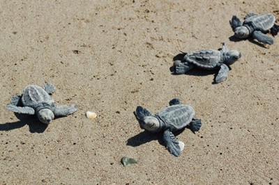 67 YAVRU CARETTA DENİZ İLE BULUŞTU