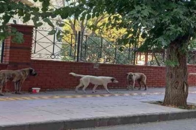 BAŞIBOŞ SOKAK KÖPEKLERİ SORUN OLMAYA BAŞLADI