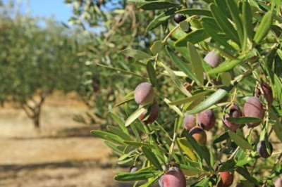 ZEYTİN AĞACINDAN DÜŞTÜ HAYATINI KAYBETTİ