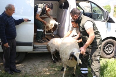 BAŞKAN ÇERÇİOĞLU KOYUNLARI TELEF OLAN ÜRETİCİ KADINA DESTEK ÇIKTI!