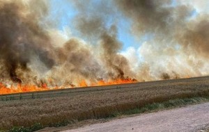 SÖKE'DE BUĞDAY TARLASI ALEVLER İÇİNDE KALDI!