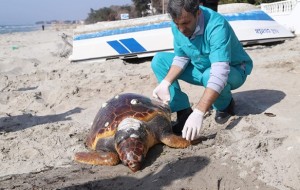 KUŞADASI'NDA C. CARETTA KURTARILDI!