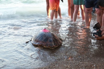 PLASTİK ATIKLAR CARETTA C.'LARI ÖLDÜRDÜ!