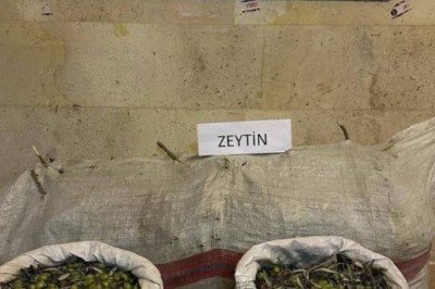 AYDIN'DA ZEYTİN OPERASYONU!