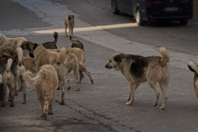 Sahipli Köpekler Zehirlenerek Katledildi, Halk Tedirgin